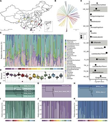 Significant compositional and functional variation reveals the patterns of gut microbiota evolution among the widespread Asian honeybee populations